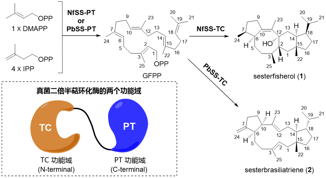 af5e119c6dc742eaa0a5ab7c08d1a7dd.png af5e119c6dc742eaa0a5ab7c08d1a7dd.png